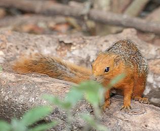 Rotschwanzhörnchen, Paraxerus palliatus, Red Bush Squirrel